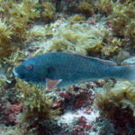 bezz adult parrotfish